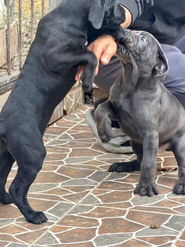 İtlər: Kane-Korso, 2 ay — 40