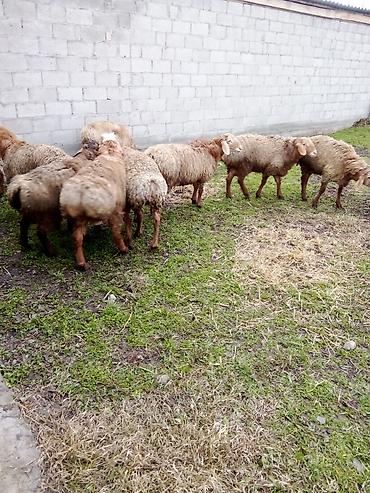 Баран, овца: Продаю | Баран (самец) | Для разведения — 4