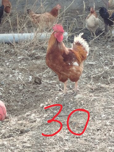 Xoruzlar: Hər cürə xoruzlar var ustunde qiymətləri var Təsvir: - Şəkillərdə — 8