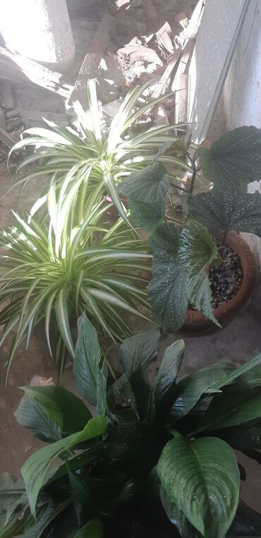 otaq bitkisi: Xlorfitum gülləri ağ çiçəklər açır otağa təmiz hava verir