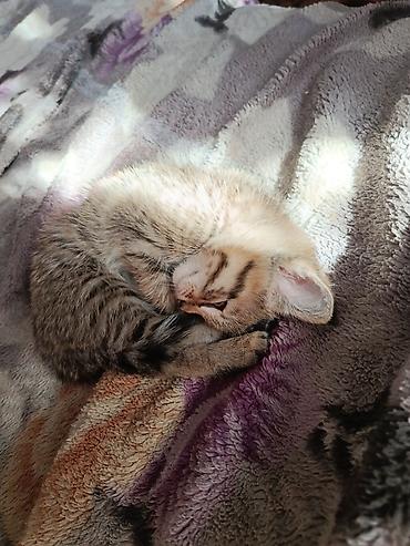 Отдам даром кошку: Кошка даром: Беспородная, 2 месяца, Мальчик, Приучена к лотку — 5