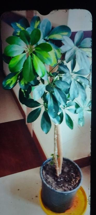 bitki guli: Otaq bitkiləri kolleksiyası - Xlorofitum (spider plant) – asan — 3
