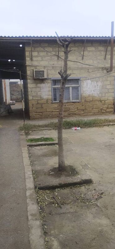 Kommersiya daşınmaz əmlakının satışı: Tecili Kupcali Anbar Satilir Abseron rayonu Xirdalan qesebesi — 17