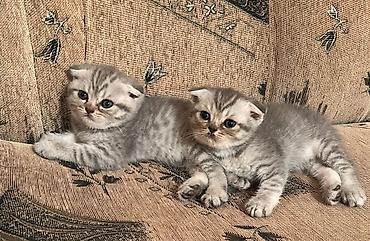 Кошки: Шотландская вислоухая — 4