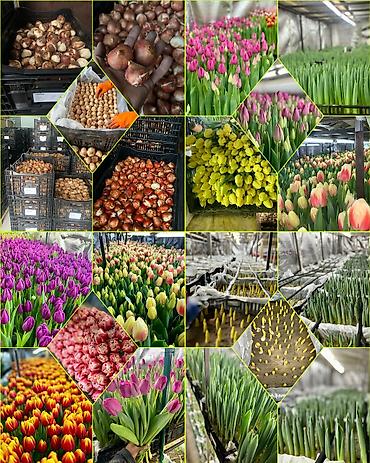 Организация мероприятий: Организация мероприятий | Букеты, флористика — 26