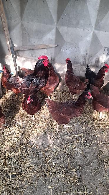 heyvanlar quslar: Şəkildəki toyuqların yumurtası satılır Red İsland qarışıqdı cücə — 3