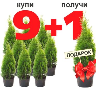 Декоративные деревья: Саженцы деревьев: Туи, Платная доставка