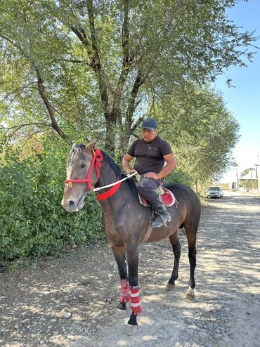 Лошади, кони: Продаю | Жеребец | Рабочий — 4