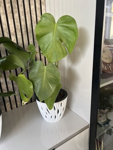 туалетная бумага бишкек: Монстера делициоза (Monstera deliciosa) в декоративном кашпо. -