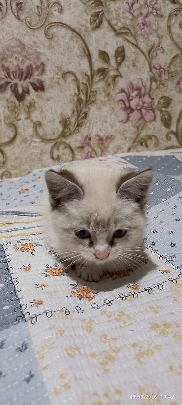 Сиамская, 1 месяц, Девочка, Приучена к лотку