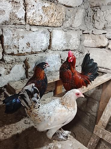 gence quslar: Yaponkalar satılır 1 xoruz 3 fərədir 1 i 20 azndir .unvan baki səhəri — 1