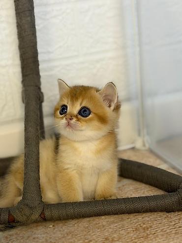 Pişiklər: Britan — 6