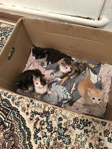 кошка девочка: Котята-домоседы, помет из 5 малышей. Окрас на выбор: - триколор — 3