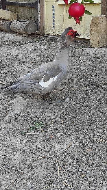 Ördəklər: Erkək, | Lal ördək, Damazlıq, Ünvandan götürmə — 2