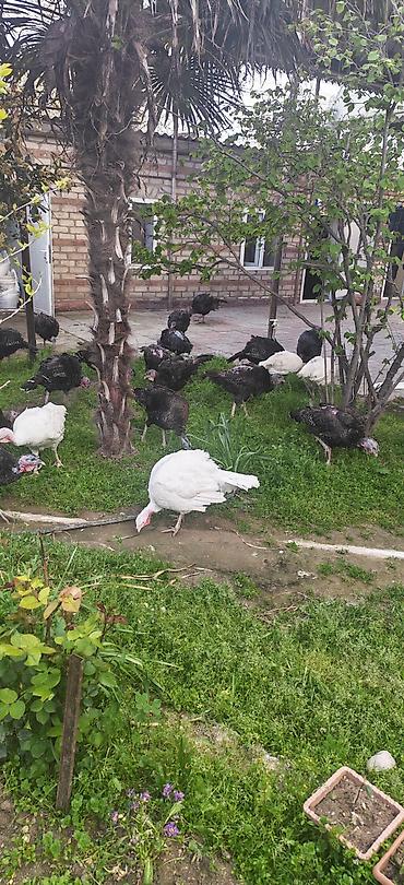Dişi, Kanada, Damazlıq, Ödənişli çatdırılma lalafo.az -da Dişi, Kanada, Damazlıq, Ödənişli çatdırılma