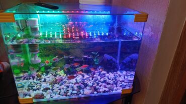 baliq yemi: Yumru akvarium, Balıqlarla birlikdə, 77 l, Pulsuz çatdırılma