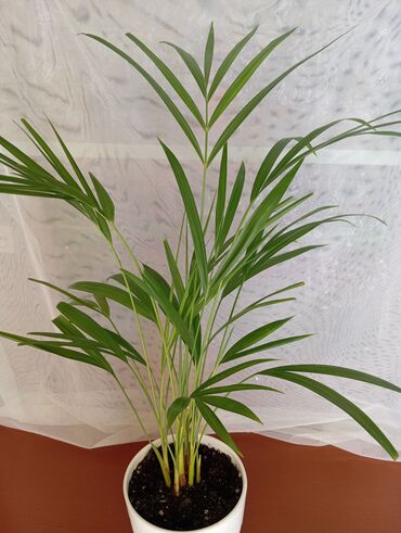бамбук растение: Хризолидокарпус (арека) - 500 сом