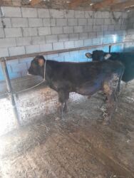 объявления о найденных собаках: Сатам | Бука (эркек) | Аргын | Бордоп семиртүү үчүн | Байланган