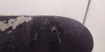 Bicikli za odrasle: Bicikl merida dakar 26 cola, velicina rama 44 cm. (Za nizu — 8