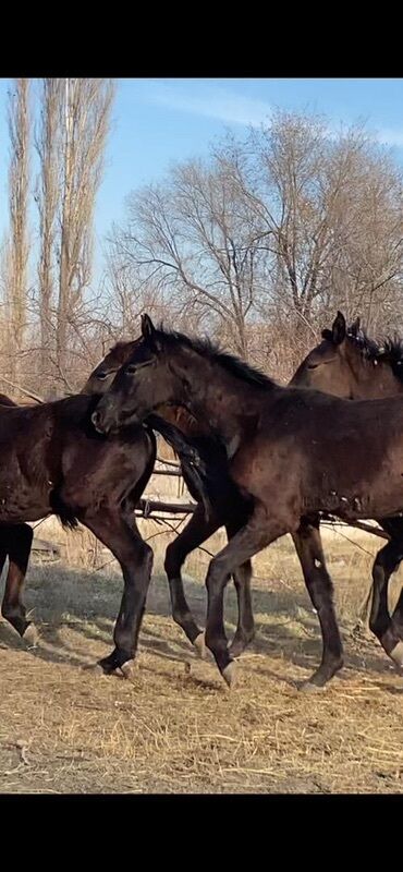 Лошади, кони: Продаю | Жеребец | Для разведения — 4