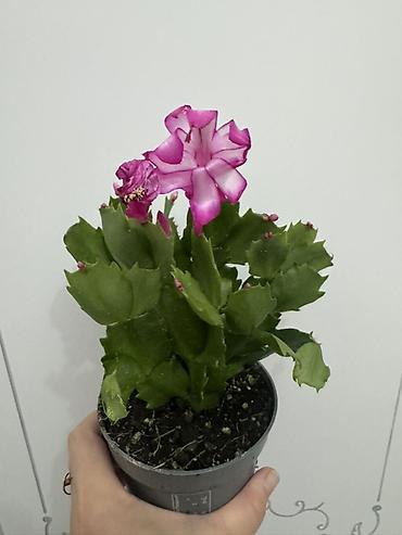 Замиокулькас (Долларовое дерево): Комнатные растения в горшках (на выбор): 1) Замиокулькас (Zamioculcas — 1