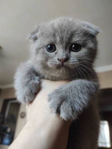 Pişiklər: Şotland yastı qulaq, Dişi, Erkək, Ünvandan götürmə — 2