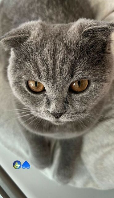 british shorthair qiymetleri: Amerikan Shorthair, Dişi, Pulsuz çatdırılma