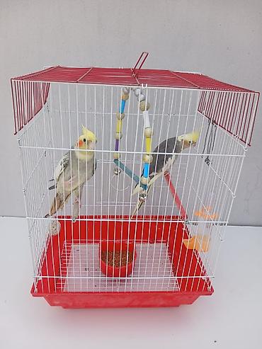 korella satışı: Erkey disidi satmaq meqsedim ölkeden gedirem baxan olmayacaq qefes — 1