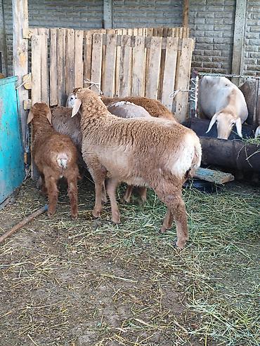 Баран, овца: Продаю | Баран (самец) | Для разведения — 7