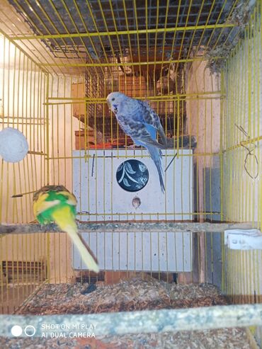 Digər quşlar: Çex cütler satılır papuqaylar təmiz qan vıstıvıcnıy vıstıvka sərgi — 18