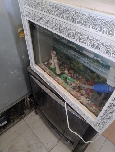 Akvariumlar: Dördbucaq akvarium, Balıqlarla birlikdə, 10 l — 4