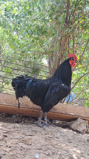 Xoruzlar: Xoruz, il: 1, Pulsuz çatdırılma — 7