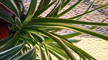 Ostale kućne biljke: Chlorophytum u saksiji, veoma dekorativan