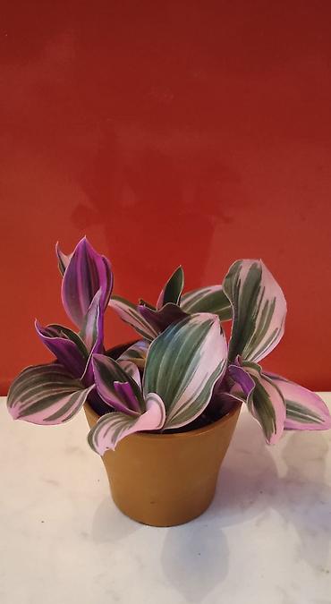 Otaq bitkiləri: Традесканция и др — 15