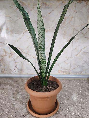 Otaq bitkiləri: Sansevieria gülü satılır - Bitki: Sansevieria trifasciata — 4