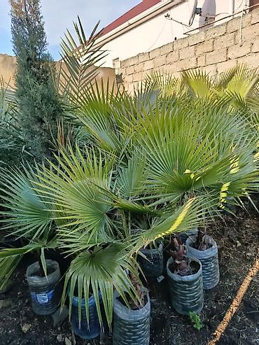 Деревья: Xurma (xurma xurması) və fan xurma (Washingtonia/Trachycarpus tipli) — 9