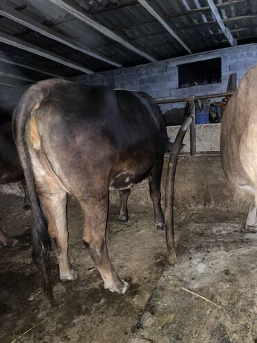 купить айширскую корову: Продаю | Корова (самка) | Алатауская | Для молока | Искусственник