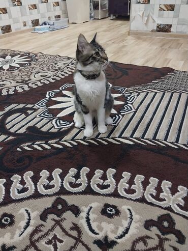 İtlər: 6 aylıq dişi pişikdir. Ağıllı, mehriban,oynağandır. Qum mədəniyyəti