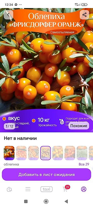 инкубатор услуга: Облепиха — саженцы плодового сорта Иня и мужского опылителя Адам — 8