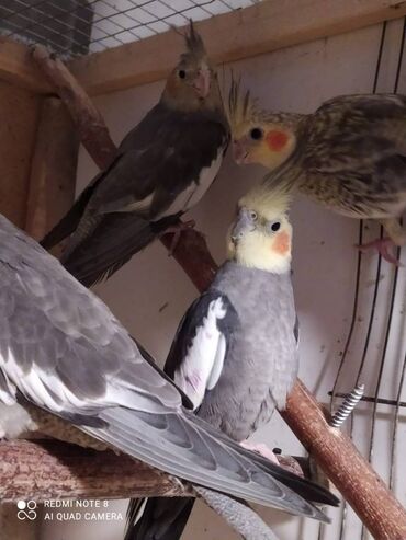 Tutuquşları: Diqqet quslarin altinin ve yerinin temizliyine fikir verin — 6