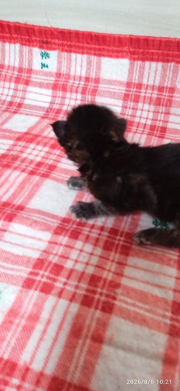 Кошки: Мейн-Куны 🥰🥰🥰 Предлагаются к брони котята Рысята ❤️ — 5