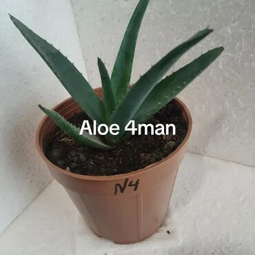 Otaq bitkiləri: Aloe (aloe vera) saksı bitkisi - Növ: Aloe – ətli, tikanlı kənarlı — 2