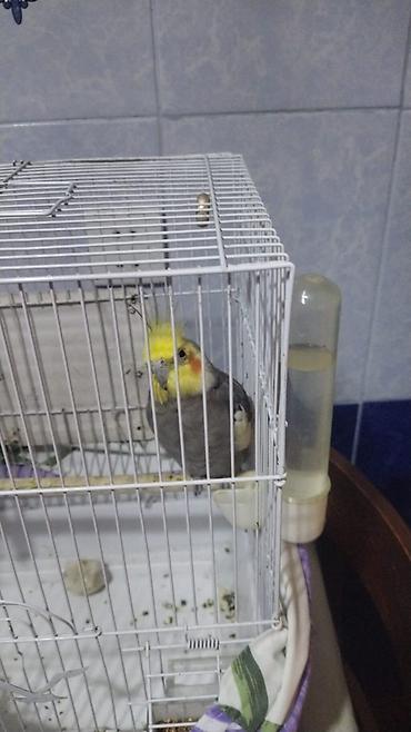 sarı quş: Nimfa (Cockatiel) qağayısı və qəfəsi - Növ: Nimfa (Cockatiel) – boz — 1