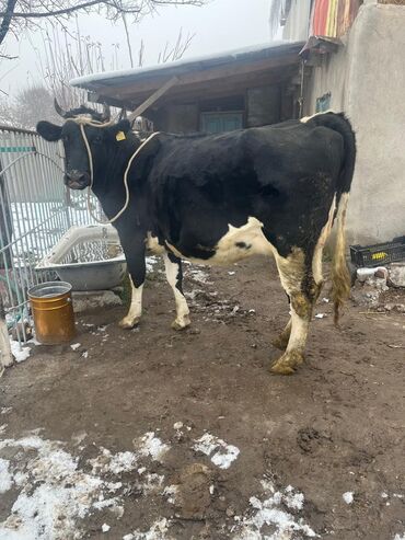 Коровы, быки: Продаю | Корова (самка) | Для молока | Привязанные — 1