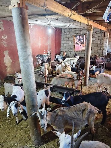 keci heyvan: Heyvandarlıq üçün keçilər sürüsü - Növlər: müxtəlif rəng və cinsli — 5