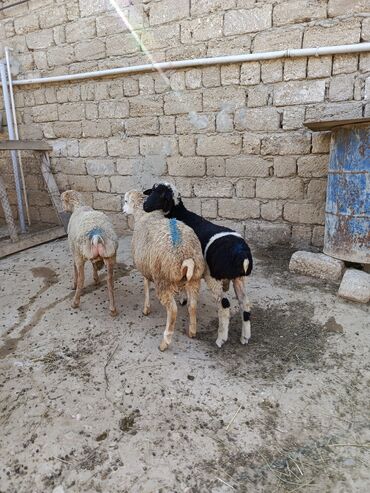 сколько стоит собака бу: --- 🐑 DİRİ ERKƏK QUZU SATILIR! 🐑 Tam sağlam, kök və ətlidi —