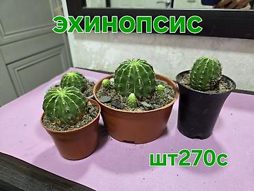 ящик овощной: Мини-композиции из суккулентов и кактусов в декоративных кашпо - — 3