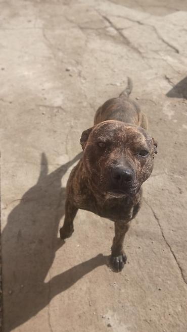 Продажа собак: Собака среднего роста, крепкого телосложения. Окрас тигровый — 6