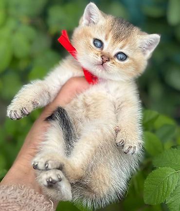 Pişiklər: Britan — 4