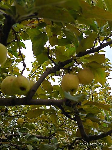 Продажа коттеджей и домов: Срочно продам частный дом! Район: Начало ул. Шералиева Ул. Бишкек-125 — 18